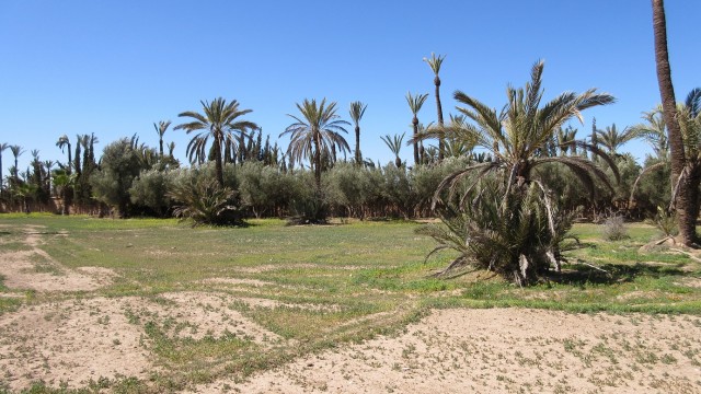 Très beau terrain dans la palmeraie de Marrakech