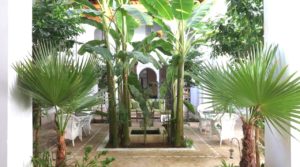 Somptueux riad du 18 siècles, deux patios, une magnifique douiria et ses boiseries anciennes, un spa et une superbe terrasse