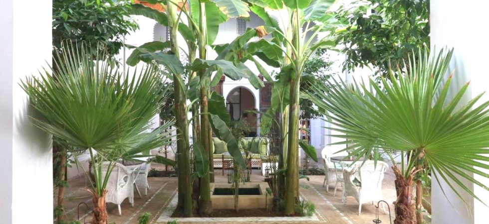 Somptueux riad du 18 siècles, deux patios, une magnifique douiria et ses boiseries anciennes, un spa et une superbe terrasse
